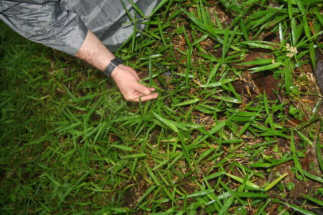 Imagem de Panicum polygonatum Schrad.