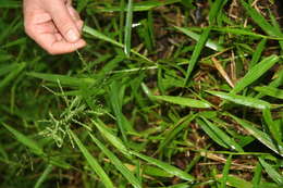 Imagem de Panicum polygonatum Schrad.