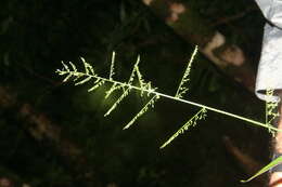 Imagem de Panicum polygonatum Schrad.