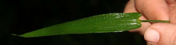 Image of Bolivian panicgrass