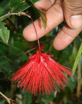 Image of Calliandra brenesii Standl.