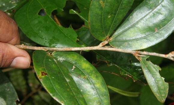 Image of Calliandra brenesii Standl.