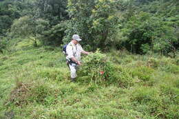 Image of Calliandra brenesii Standl.