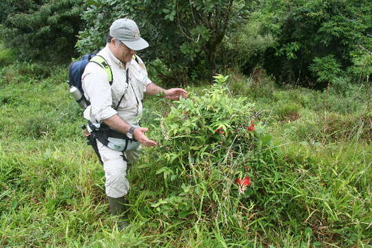 Image of Calliandra brenesii Standl.