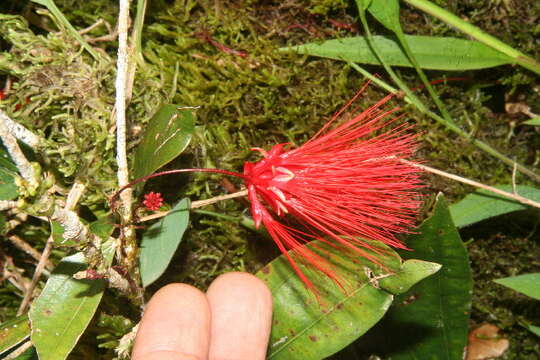 Image of Calliandra brenesii Standl.