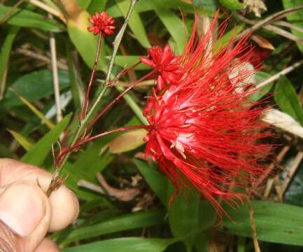 Image of Calliandra brenesii Standl.