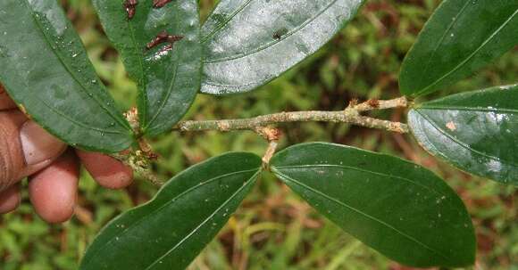 Image of Calliandra brenesii Standl.