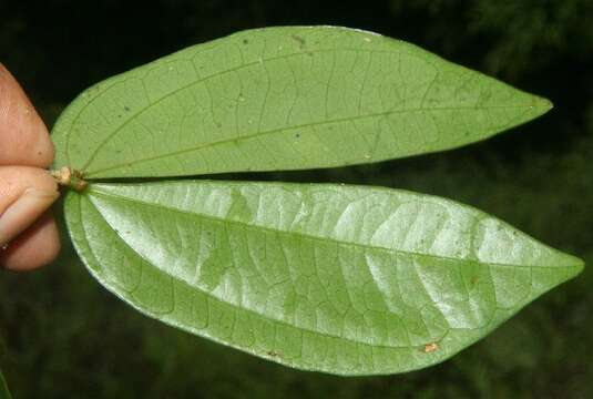 Imagem de Calliandra brenesii Standl.