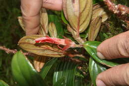 Image de Columnea querceti Oerst.