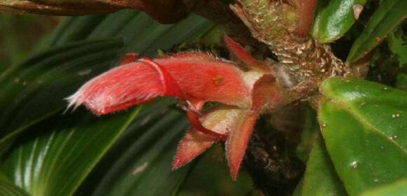 Image de Columnea querceti Oerst.