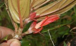 Image de Columnea querceti Oerst.