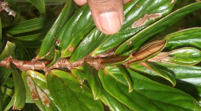 Image of Columnea querceti Oerst.