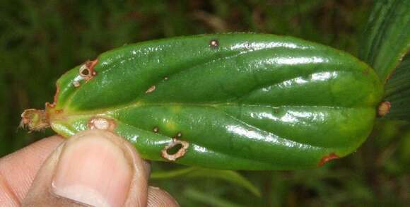 Image de Columnea querceti Oerst.