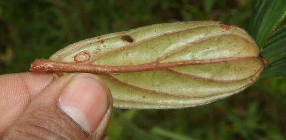 Image of Columnea querceti Oerst.