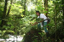 Anthurium ravenii Croat & R. A. Baker resmi