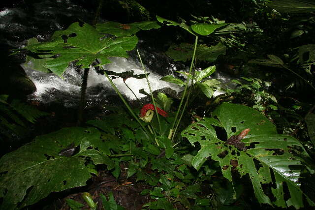 Anthurium ravenii Croat & R. A. Baker resmi