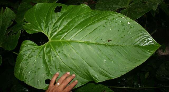 Anthurium ravenii Croat & R. A. Baker resmi