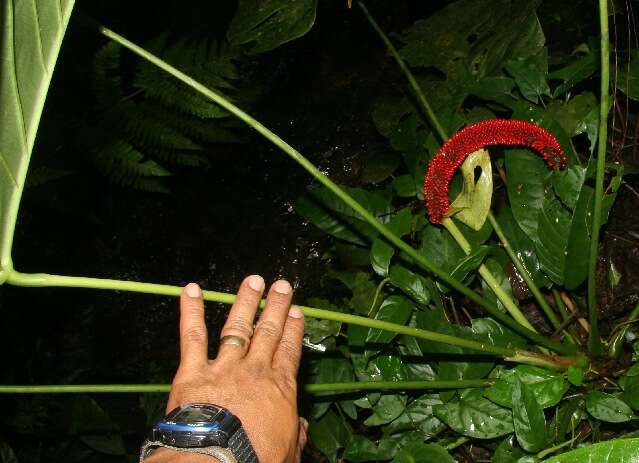 Anthurium ravenii Croat & R. A. Baker resmi