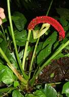 Anthurium ravenii Croat & R. A. Baker resmi