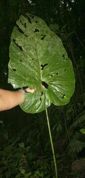 Anthurium ravenii Croat & R. A. Baker resmi