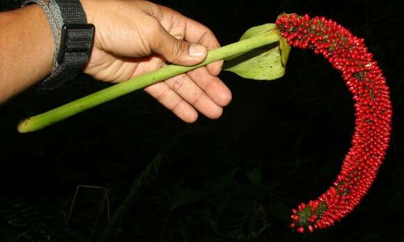 Anthurium ravenii Croat & R. A. Baker resmi