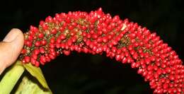 Anthurium ravenii Croat & R. A. Baker resmi