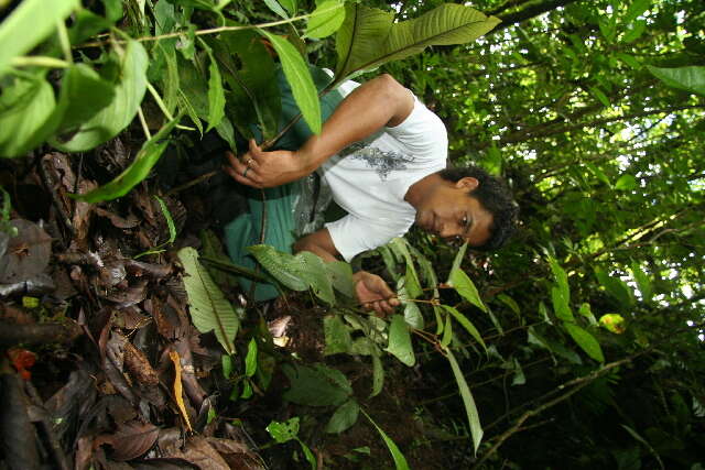 Image of Miconia reitziana (Cogn. & Gleason) Gamba & Almeda