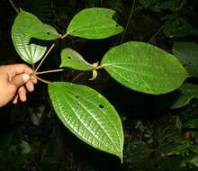 Image of Miconia reitziana (Cogn. & Gleason) Gamba & Almeda