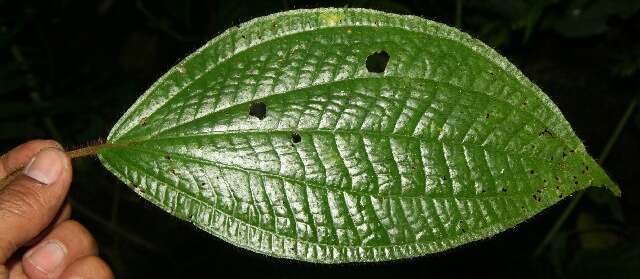 Image of Miconia reitziana (Cogn. & Gleason) Gamba & Almeda