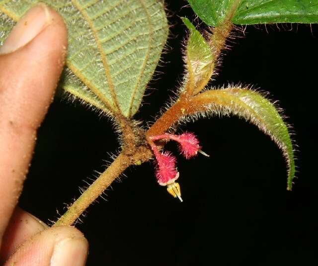 Image of Miconia reitziana (Cogn. & Gleason) Gamba & Almeda