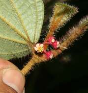 Image of Miconia reitziana (Cogn. & Gleason) Gamba & Almeda