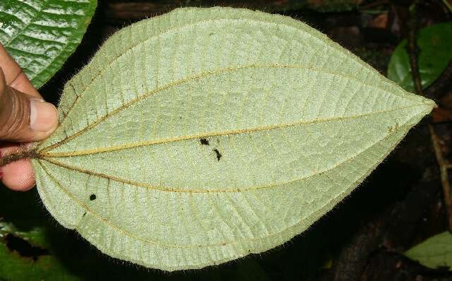 Image of Miconia reitziana (Cogn. & Gleason) Gamba & Almeda