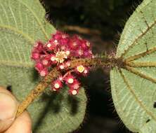 Image of Miconia reitziana (Cogn. & Gleason) Gamba & Almeda