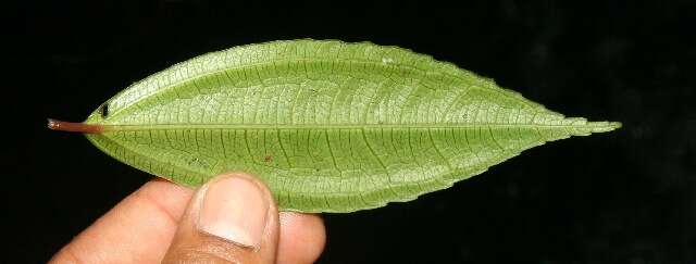 Image of Pilea ecboliophylla