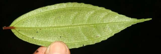 Image of Pilea ecboliophylla