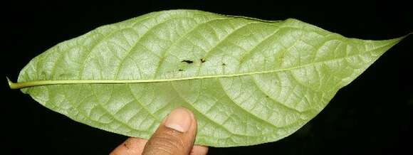 Image of Coccoloba acuminata Kunth