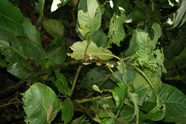 Image of Notopleura capitata C. M. Taylor
