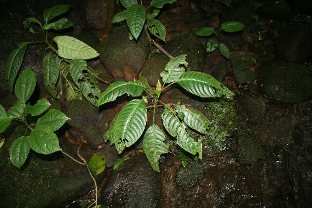 Hoffmannia (rights holder: Guanacaste Dry Forest Conservation Fund. Daniel H. Janzen. Year: 2010.)