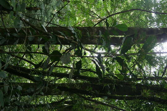 Image of Magnolia gloriensis (Pittier) Govaerts