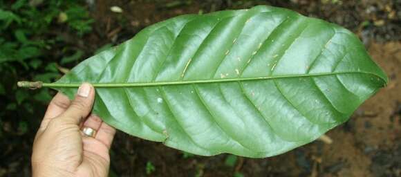 Image of Magnolia gloriensis (Pittier) Govaerts