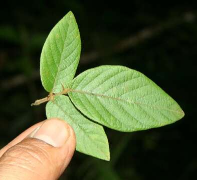 Imagem de Desmodium incanum DC.