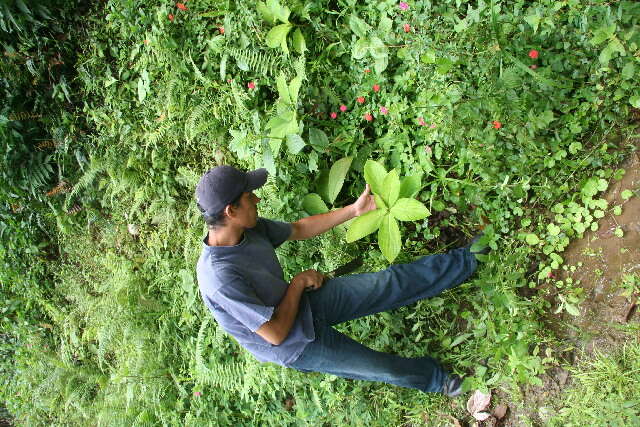 Imagem de Costus malortieanus H. Wendl.