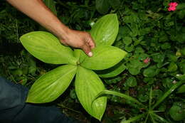 Imagem de Costus malortieanus H. Wendl.