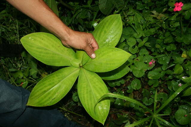 Imagem de Costus malortieanus H. Wendl.