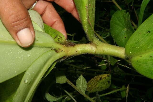 Imagem de Costus malortieanus H. Wendl.