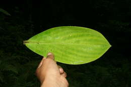 Imagem de Costus malortieanus H. Wendl.