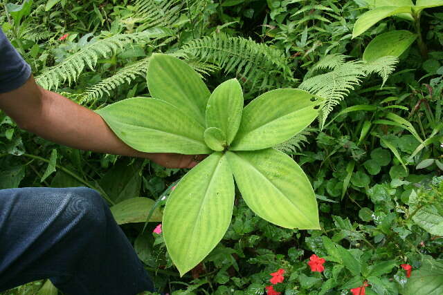 Imagem de Costus malortieanus H. Wendl.