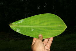 Imagem de Costus malortieanus H. Wendl.