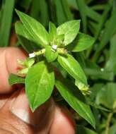 Image of waxweed