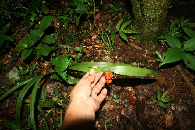 Image of Neomarica variegata (M. Martens & Galeotti) Henrich & Goldblatt